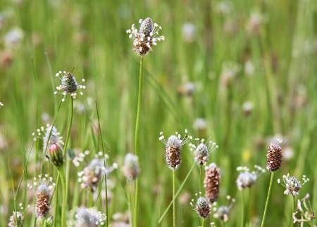 Plantain Plantago lagopus flowering in the meadow among herbs. Taken with a small depth of fieldの写真素材