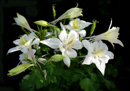 White flowers Aquilegia isolated on a black backgroundの写真素材