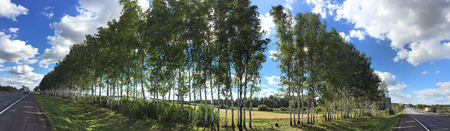 Protective strip of birch trees along the highway. Panoramaの写真素材