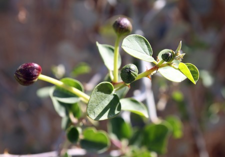 Capers - unblown flower buds caper plant (Capparis spinosa). Used pickled or preserved in vinegar with saltの写真素材