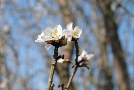 Spring almond blossom on blue sky backgroundの写真素材