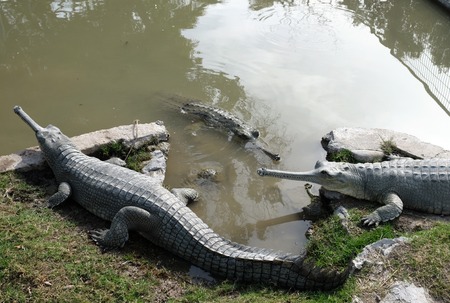 Three crocodiles gavial on the farm  (Lat. Gavialis gangeticus)の写真素材