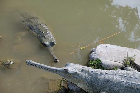 Two crocodiles gavial on the farm Hamat Gader  (Lat. Gavialis gangeticus)の写真素材