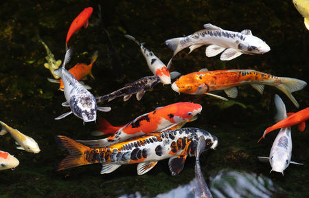 Colored carp koi swim in a pond  (Lat.- Cyiprinus caprio coi)の写真素材