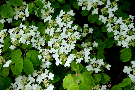 Flowering bush of a Doublefile viburnum (Lat.- Viburnum plicatum var. tomentosum)の写真素材