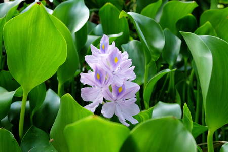 Common water hyacinth (Eichhornia crassipes)の写真素材