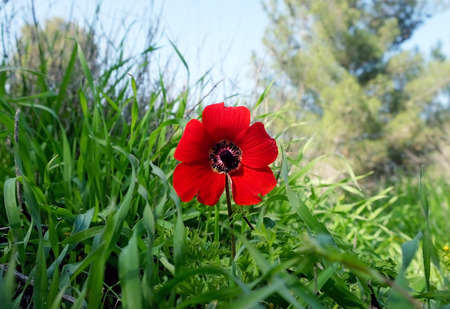Blooming wild anemone against the grass in the meadowの写真素材