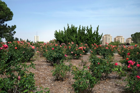 JERUSALEM, ISRAEL - MAY 05, 2018: Roses in the  Wohl Rose Park in Jerusalemのeditorial素材