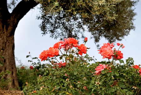 JERUSALEM, ISRAEL - MAY 05, 2018: Roses grow under an olive tree in the  Wohl Rose Park in Jerusalemのeditorial素材