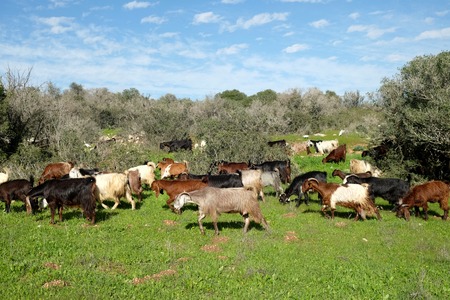 Herd of goats grazes on the hills of Judea in Israelの写真素材