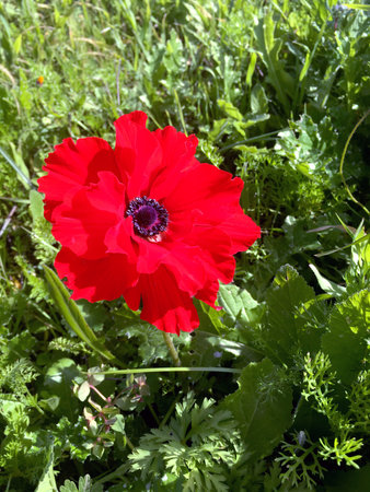 Spring blooming of anemone on the hills of Judea in Israelの写真素材