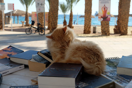 EILAT, ISRAEL - MARCH 03, 2019: Red cat lying on the counter bookcrossing on the promenade in Eilatのeditorial素材
