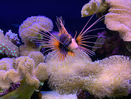 EILAT, ISRAEL - MARCH 05, 2019: Tropical lionfish (Pterois radiata)  and a piece of coral reef in Eilat Aquariumのeditorial素材