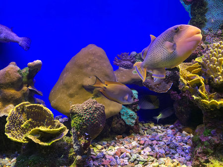 EILAT, ISRAEL - MARCH 05, 2019: Tropical fish wrasse bidentate and a piece of coral reef in the...