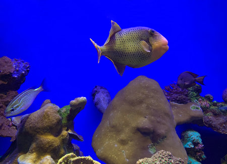 EILAT, ISRAEL - MARCH 05, 2019: Tropical fish wrasse bidentate and a piece of coral reef in the aquarium in Eilatのeditorial素材