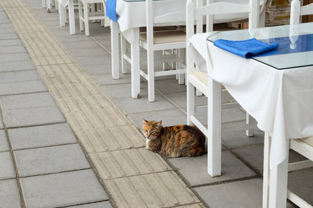 LARNAKA, CYPRUS - MAY 10, 2019: Cat sits next to the tables of cafe on the waterfront of Larnacaのeditorial素材