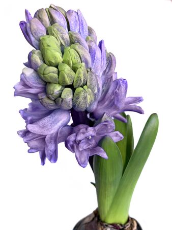 Blooming Blue Hyacinth (lat.Hyacinthus) isolated on the white backgroundの写真素材