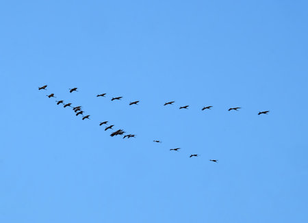 Wedge of cranes flies on a background of blue sky in spring