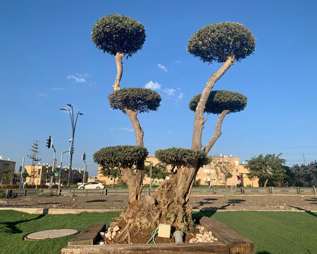 Olive tree trimmed for bonsai and planted in the city