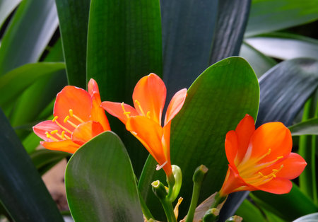 Beautiful blooming Clivia (Latin Clivia) - genus of perennial evergreen herbaceous plantsの写真素材