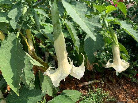 Beautiful flowering of white flowers of the Brugmansia shrub (Latin - Brugmansia)の写真素材