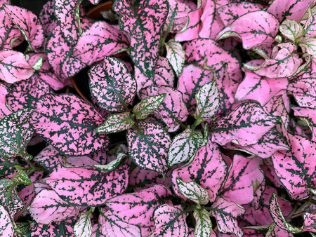 Hypoestes tropical ornamental cover plant (Latin Hypoestes)