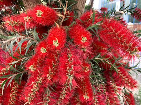 Flowering of bottle brush tree or beautiful stamen (lat. Callistemon)の写真素材