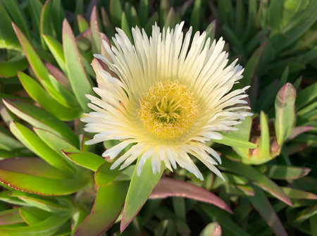 Blooming succulent Carpobrotus (Latin - Carpobrotus) used as ornamental ground cover plant