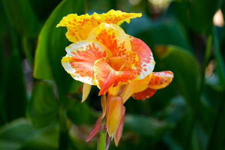 Beautiful flowering plant Canna or canna lily on a background of green leavesの写真素材