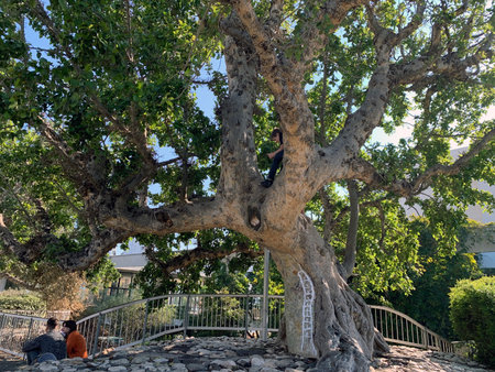TEL AVIV, ISRAEL - DECEMBER 25, 2020: Old sycamore tree in Jacob garden next to the Habima theaterのeditorial素材