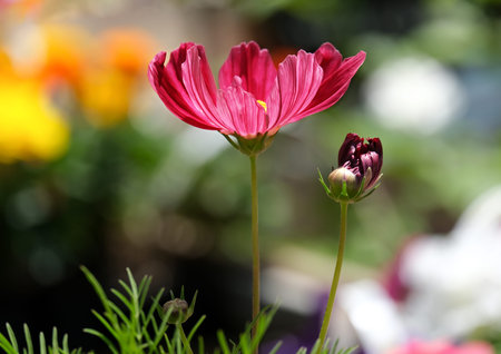 Beautiful bloom of decorative flower Cosmos (lat. - Cosmos)