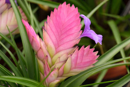 Blooming beautiful pink feather or Tillandsia cyaneaの写真素材