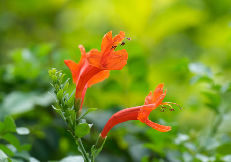 Beautiful Flowering perennial shrub Tecoma cape (Latin - Tecoma capensis)