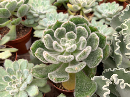 Succulent Echeveria bristly (Latin - Echeveria setosa) beautiful ornamental plantの写真素材