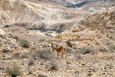 Nubian ibex (Latin - Capra nubiana) in the Negev desertの写真素材