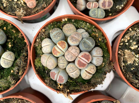 Exotic succulent plant Lithops (Latin - Lithops), native to the desertの写真素材