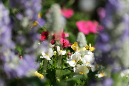 Blurry colorful flowers on a flower bedの写真素材