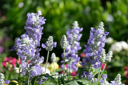 Blooming marwa, a species of sage (latin - Salvia)の写真素材