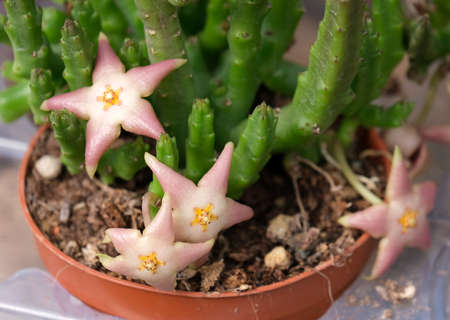 Decorative blooming exotic succulent Stapelia divaricataの写真素材