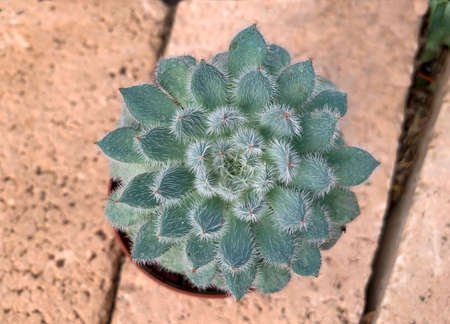 Succulent Echeveria bristly (Latin - Echeveria setosa) beautiful ornamental plantの写真素材