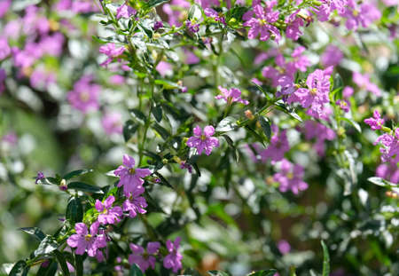 Blooming Small Evergreen Shrub Cuphea Hyssopifoliaの写真素材