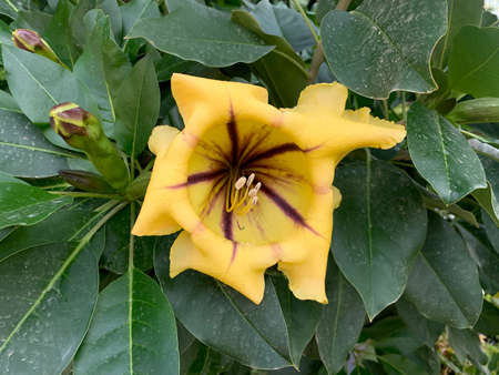 Fllowering of evergreen exotic liana Solandra (Solandra grandiflora)の写真素材