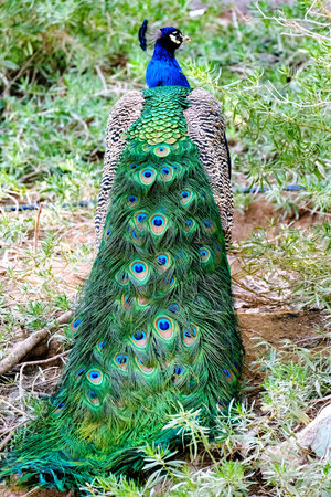 Beautiful Indian peacock (Pavo cristatus) sits with its back to the camera