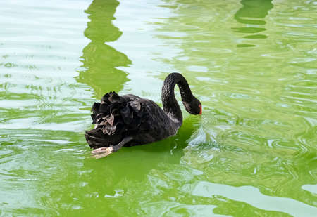 Beautiful Black swan (lat. Cygnus atratus) looking for food in the pondの写真素材