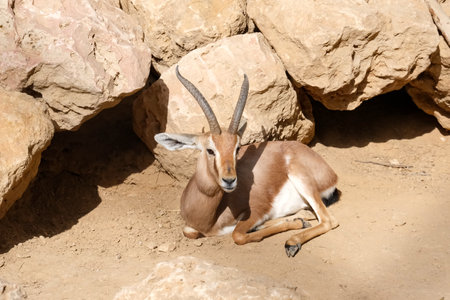 The common gazelle (Latin - Gazella gazella) resting next to the stones in the desertの写真素材