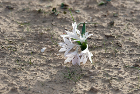 Flowering of colchicium (Lat. - Colchicum Ritchii) in the February in the Negev desert