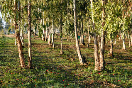 Spring flowering anemones in the eucalyptus grove in the Negevの写真素材