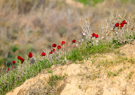 Blooming wild anemone (lat.- A. coronaria) against the grass in the meadowの写真素材