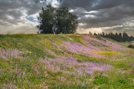 Blooming wild Levkoy or matthiola and Senecio in the meadowの写真素材