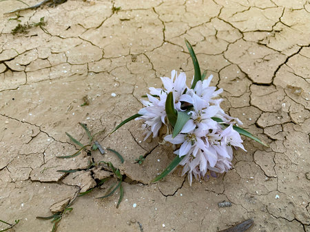 Flowering of colchicium (Lat. - Colchicum Ritchii) in the February in the Negev desert